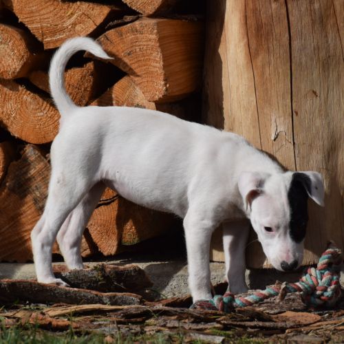 Chiot femelle x border collie à l'adoption #2