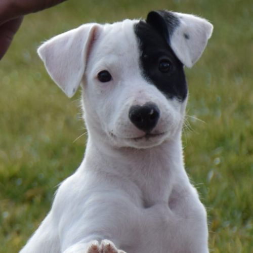 Chiot femelle x border collie à l'adoption #3