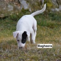 Chiot femelle x border collie à l'adoption #1