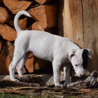 Chiot femelle x border collie à l'adoption #2