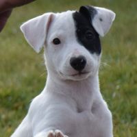 Chiot femelle x border collie à l'adoption #3