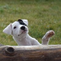 Chiot femelle x border collie à l'adoption