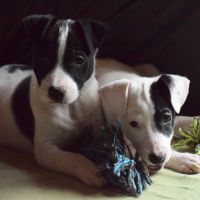 Chiot femelle x border collie à l'adoption #5