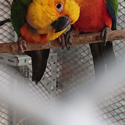 Conure aratinga soleil / jandaya #1