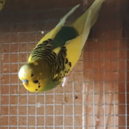 Perruches 4 mâles #1