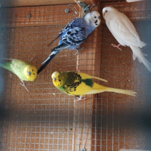 Perruches 4 mâles