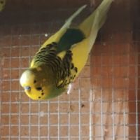 Perruches 4 mâles #1