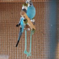 Perruches 4 mâles #2