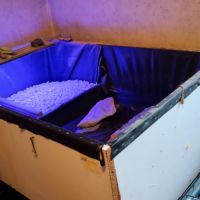 Tortue pelomedusa #1