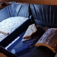 Tortue pelomedusa #2