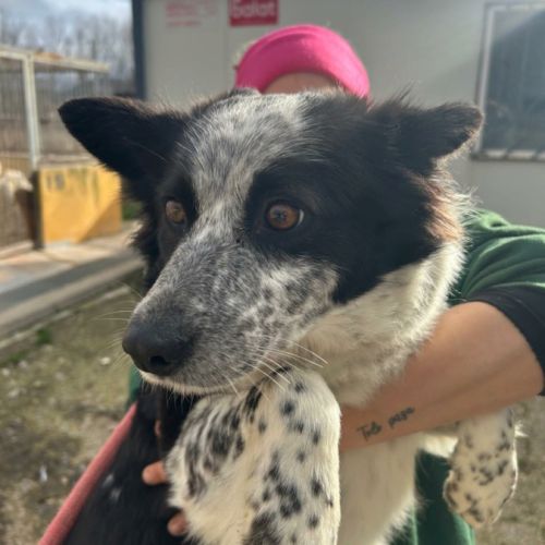 Eli 3 ans, douce femelle border collie #0