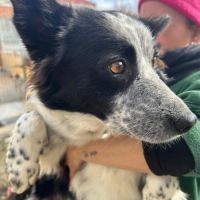 Eli 3 ans, douce femelle border collie #2