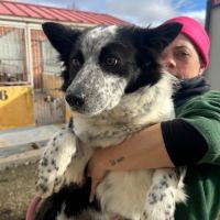 Eli 3 ans, douce femelle border collie #3