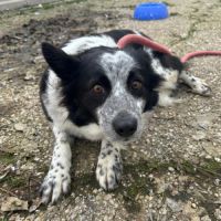 Eli 3 ans, douce femelle border collie #4