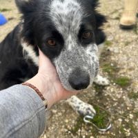Eli 3 ans, douce femelle border collie #5