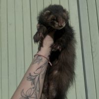Bebe furet #3