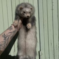 Bebe furet #4