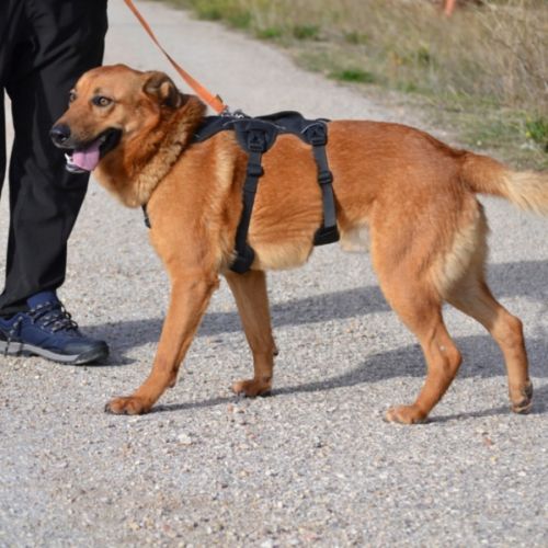 Basili, 2 ans. le compagnon parfait ! #1