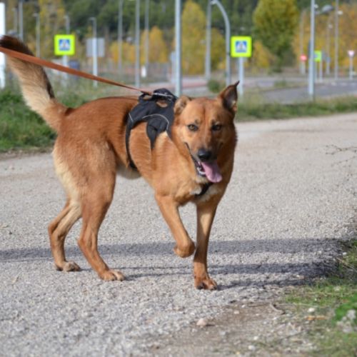 Basili, 2 ans. le compagnon parfait ! #2