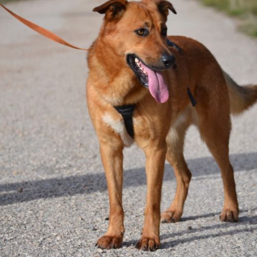 Basili, 2 ans. le compagnon parfait !