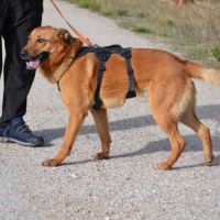 Basili, 2 ans. le compagnon parfait ! #1