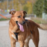 Basili, 2 ans. le compagnon parfait ! #3