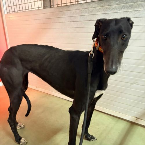 Trufa 2 ans et demi, galga espagnole ok chat #1