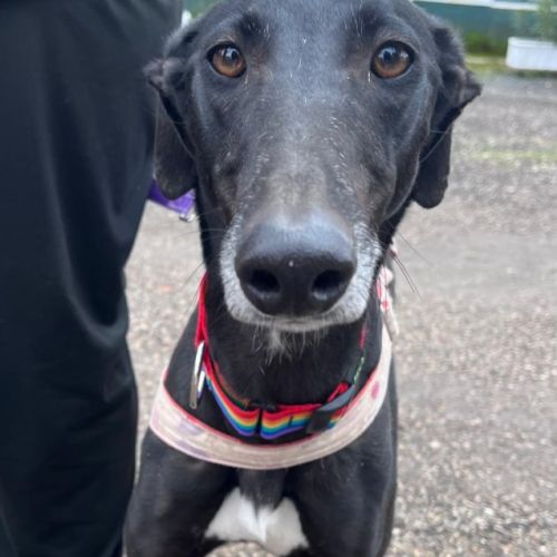 Trufa 2 ans et demi, galga espagnole ok chat