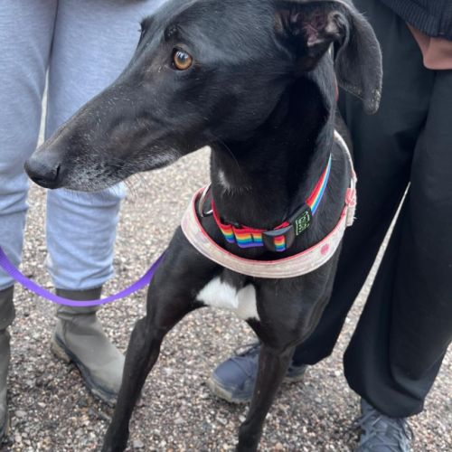 Trufa 2 ans et demi, galga espagnole ok chat #3