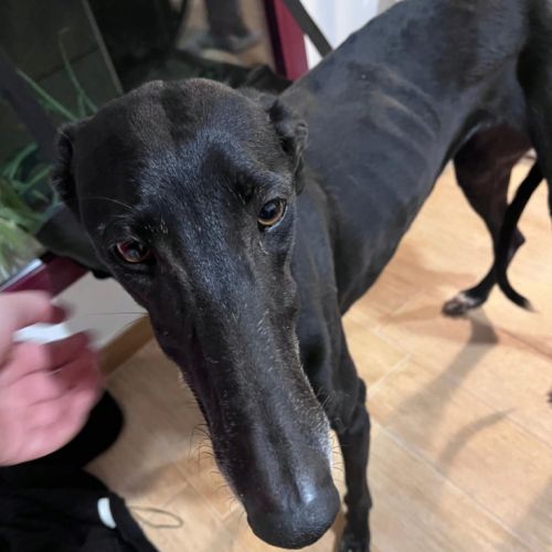 Trufa 2 ans et demi, galga espagnole ok chat #4