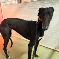 Trufa 2 ans et demi, galga espagnole ok chat #1