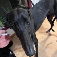 Trufa 2 ans et demi, galga espagnole ok chat #4