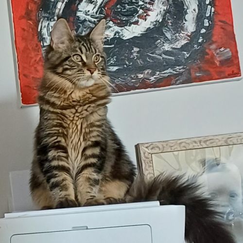 Beau bébé male maine coon loof #1