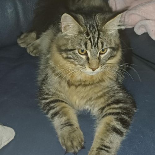 Beau bébé male maine coon loof #4