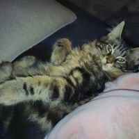 Beau bébé male maine coon loof #2