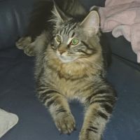 Beau bébé male maine coon loof #5