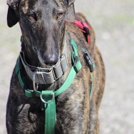 Cesar 2 ans, magnifique galgo bringé #1