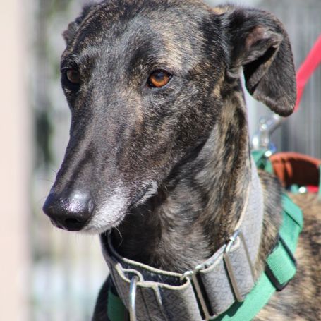 Cesar 2 ans, magnifique galgo bringé #0