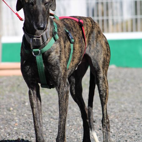 Cesar 2 ans, magnifique galgo bringé #3
