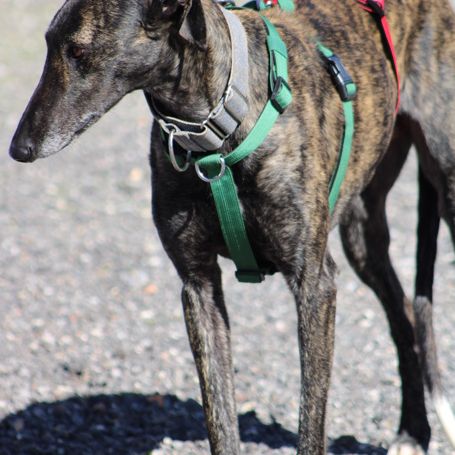 Cesar 2 ans, magnifique galgo bringé #4