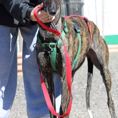 Cesar 2 ans, magnifique galgo bringé #5