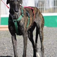 Cesar 2 ans, magnifique galgo bringé #3