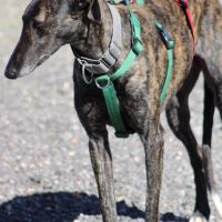Cesar 2 ans, magnifique galgo bringé #4