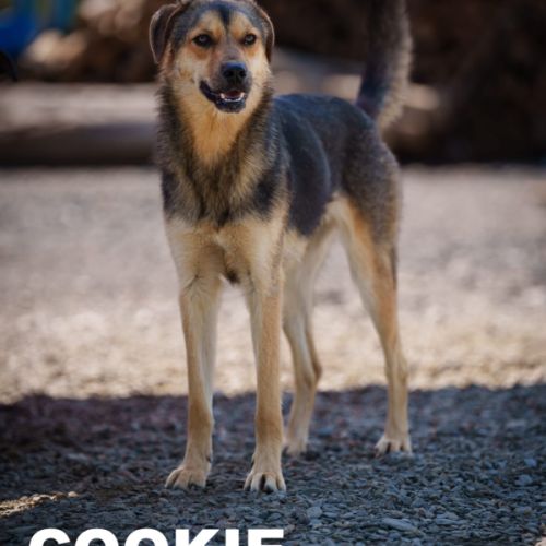 Cookie se trouve dans un refuge en ukraine #1