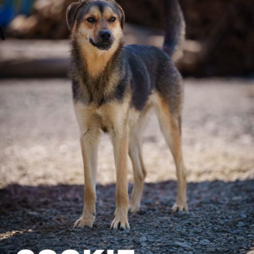 Cookie se trouve dans un refuge en ukraine #2