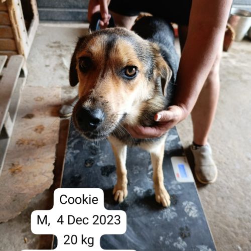 Cookie se trouve dans un refuge en ukraine #3