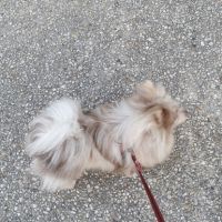 Femelle spitz lilac merle #1