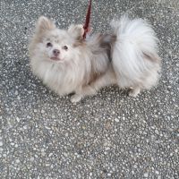 Femelle spitz lilac merle #2