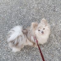 Femelle spitz lilac merle