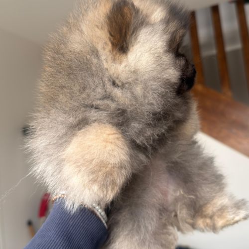 Magnifiques femelles spitz nain type pomeraniens #6